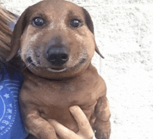 Cute Dog Real GIF - Cute Dog Real Dog GIFs