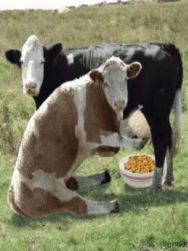 Cows Breakfast GIF - Cows Breakfast Cereal GIFs