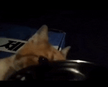 a close up of a cat looking at something in a box