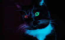 In Darkness Ima Cat GIF - In Darkness Ima Cat GIFs