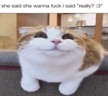 a cat with a caption that says she said she wanna fuck i said really