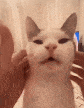 Cat Pat GIF - Cat Pat Stare GIFs