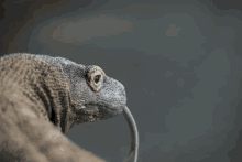 Komodo Dragon GIF - Komodo Dragon Komodo Dragon GIFs