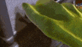 a green leaf is being held in front of a keyboard .