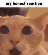 a close up of a cat 's face with the words " my honest reaction " above it