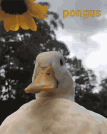 Pongus Duck GIF - Pongus Duck Bingus Duck GIFs