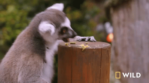 lemur-eating-national-geographic.gif