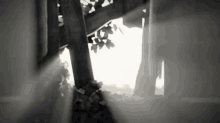 the sun is shining through the trees in a black and white photo