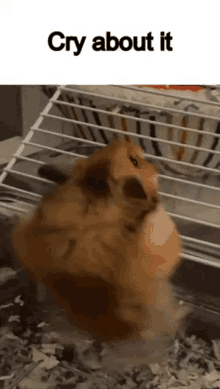 Cry About It Wal E Hamster GIF - Cry About It Wal E Hamster Aubreys Hamster GIFs