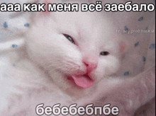 a white cat with a pink tongue sticking out is laying on a bed with a caption in russian