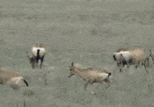 a herd of antelope grazing in a field
