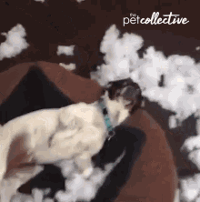 Shock The Pet Collective GIF - Shock The Pet Collective Stare GIFs