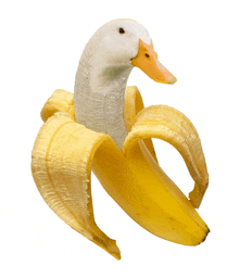 a white duck with a yellow beak is inside of a banana