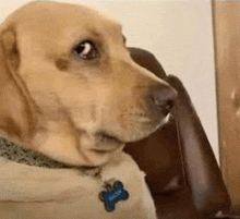 a close up of a dog wearing a collar and a tag sitting in a chair .