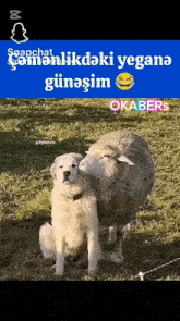 a dog sitting next to a sheep with snapchat written on the top