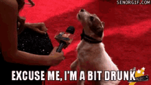 I'M A Bit Drunk GIF - Red Carpet Dog Excuse Me GIFs