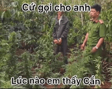 a man in handcuffs is standing next to a police officer in a field of marijuana plants