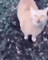 Cat Meme GIF - Cat Meme Shitpost - Discover & Share GIFs