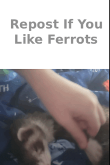a picture of a ferret with the words " repost if you like ferrets "