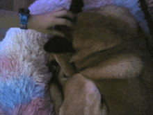 a person wearing a blue watch is petting a dog on a blanket