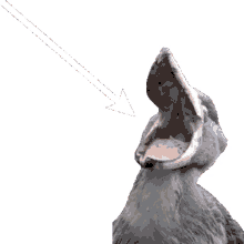 shoebill eating
