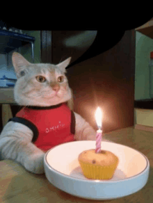Birthday Cat Bubble GIF - Birthday Cat Bubble GIFs
