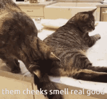 Cat Sniff GIF - Cat Sniff Asshole GIFs