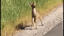 Bambi Venado GIF - Bambi Venado Deer GIFs