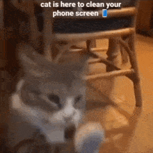 Cat Cleaning GIF - Cat Cleaning Cat GIFs
