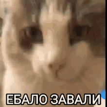Cat Meme GIF - Cat Meme Shut Up GIFs