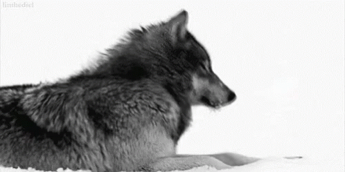 Uborkaszezon uborka nélkül Wolf-wolves