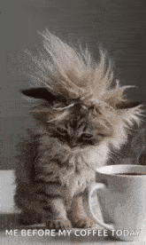 a fluffy kitten with a messy hairdo is sitting next to a cup of coffee .