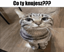 a cat looking up at the camera with the words co ty knujesz