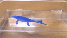 a blue toy whale is floating in a clear plastic container .