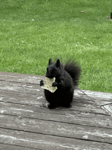 Squirrel GIF