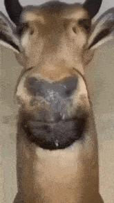 Weird Deer Thing GIF