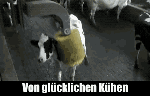 Von Glücklichen Kühen Glücklich GIF Von Glücklichen Kühen Glücklich