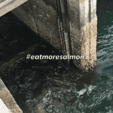 salmon eatmoresalmon