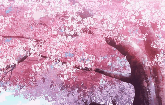Cherry Blossoms - Animated Discord Banner