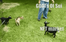 Goats Of Sui Suigoats GIF - Goats Of Sui Goats Suigoats GIFs
