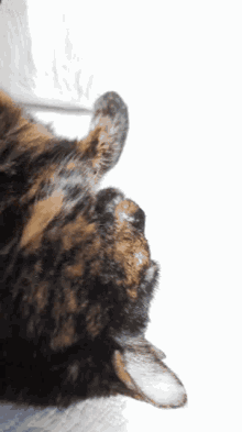 Ori Cat GIF - Ori Cat Yawn GIFs
