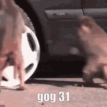 Gog Gog31 GIF - Gog Gog31 31 GIFs