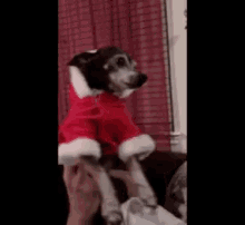 Christmas Dog GIF