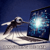 a mosquito is sucking data from a laptop computer