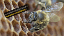 Researchers Have Recently Found Traces National Honey Bee Day GIF