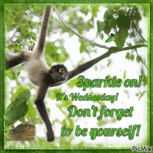 a picture of a monkey hanging from a tree branch