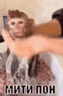 пон обезьяна GIF - пон обезьяна моется GIFs