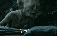 Pet Petting GIF - Pet Petting Frodo GIFs