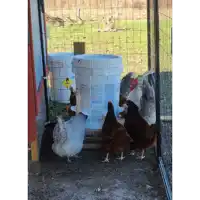 chickens drinking water from a bucket with a yellow tag that says " poison "