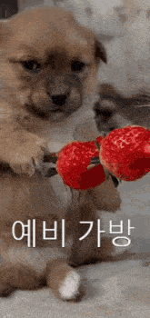 a puppy is holding two strawberries in its paws with korean writing on the bottom